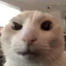 Стикер хайповые котики