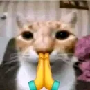 Стикер хайповые котики