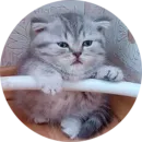 Стикер Kittens