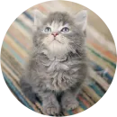 Стикер Kittens