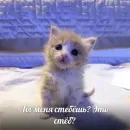Стикер котенки