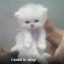 котики