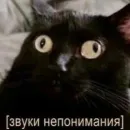 Стикер котики