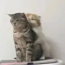 Стикер котики
