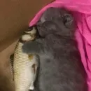 Стикер котики