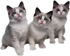 cute kitty