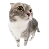 Стикер cute kitty