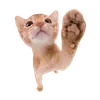 Стикер cute kitty