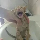 cats