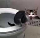 Стикер cats