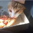 Стикер cats