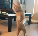 Стикер cats