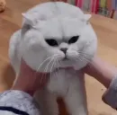 Стикер cats