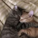 милые котики