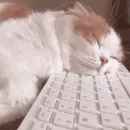 Стикер милые котики