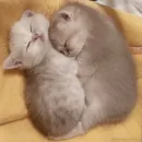Стикер милые котики
