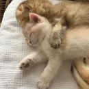 Стикер милые котики
