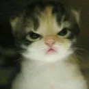 Стикер милые котики
