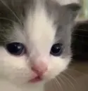 kitty