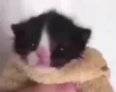 Стикер kitty