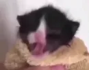Стикер kitty