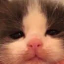 Стикер kitty