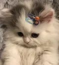 Стикер kitty