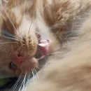 Стикер кот женя