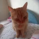 Стикер кот женя