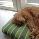 Стикер кот женя