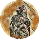 Стикер kizhi bird