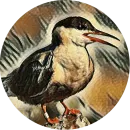 Стикер kizhi bird