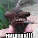 Memes