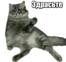 40 кошек