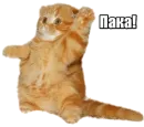 Стикер 40 кошек