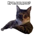 Стикер 40 кошек