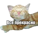 Стикер 40 кошек