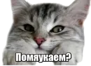 Стикер 40 кошек