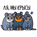 кошечки мои приедут