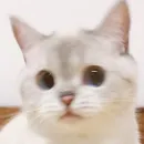 Стикер Кошколюб