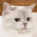 Стикер Кошколюб