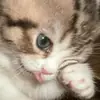 Котыки