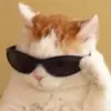 Стикер Котыки