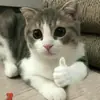 Стикер Котыки