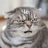 Стикер Котыки