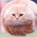 Стикер котики