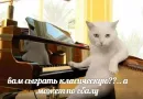 Котейчество