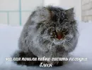 Стикер Котейчество