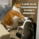 Стикер котики