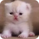 Стикер коти